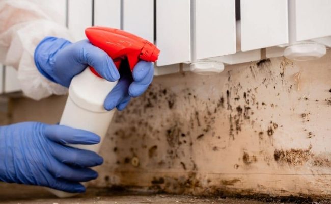 mold-remediation-important-dos-and-donts-you-need-to-know